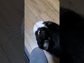 Meows And Slippers Cat Tuxedocat Tux Tuxie Meow Miaow Meowing Slippers