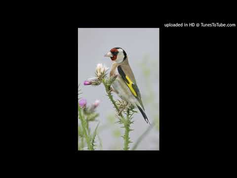 Vogelfamilie: Finken