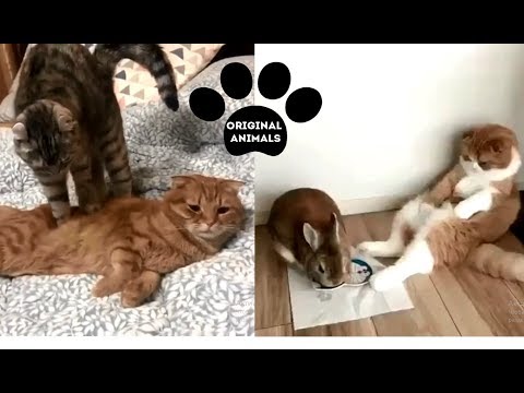Original Animals #15. CUTE AND FUNNY ANIMALS VIDEO/ МИЛЫЕ И СМЕШНЫЕ ЖИВОТНЫЕ.