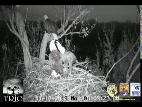 Trio Bald Eagle Nest Cam - Early Evening visit with the Trio Eagles ~ 11-18-2019