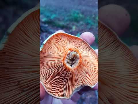 Maden in Pilzen dieses Jahr besonders heftig!