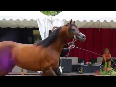 International Arabian Show Mamoun Albidayer Vichy 2016