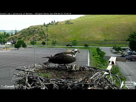 Louis Returns With Fish, Both Nestlings Are Fed—June 22, 2018 | Hellgate Ospreys