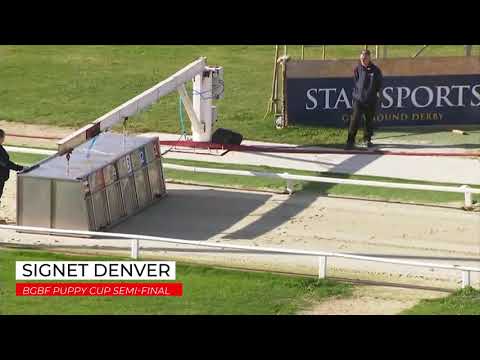 Signet Denver - BGBF PUPPY CUP FIRST SEMI FINAL