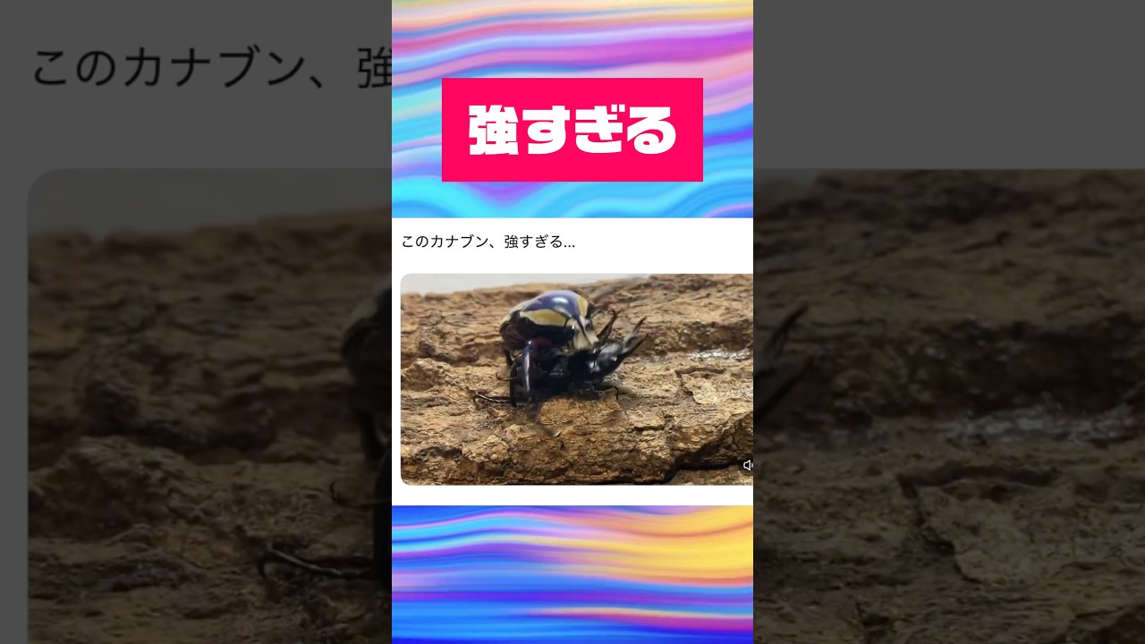 クワガタをマウントポジションでボコボコにスル強すぎるカナブン　#shortvideo #クワガタ #カブトムシ