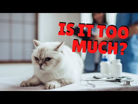 Should Your Cat Take Antibiotics? | Two Crazy Cat Ladies