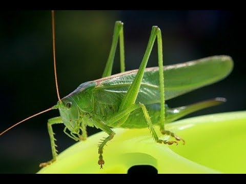 Sonidos de la Naturaleza para Dormir sonidos noscturnos de grillos y búhos