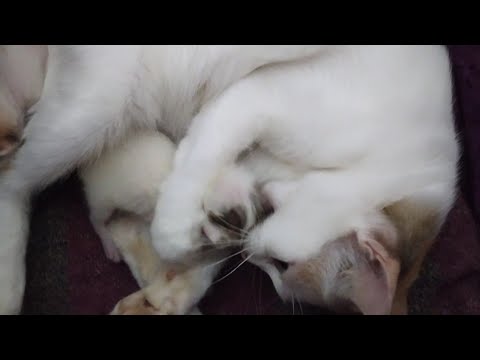 Mom cat 🐱 bites her newborn kitten 🐱