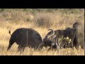 Cape Buffalo Do Battle