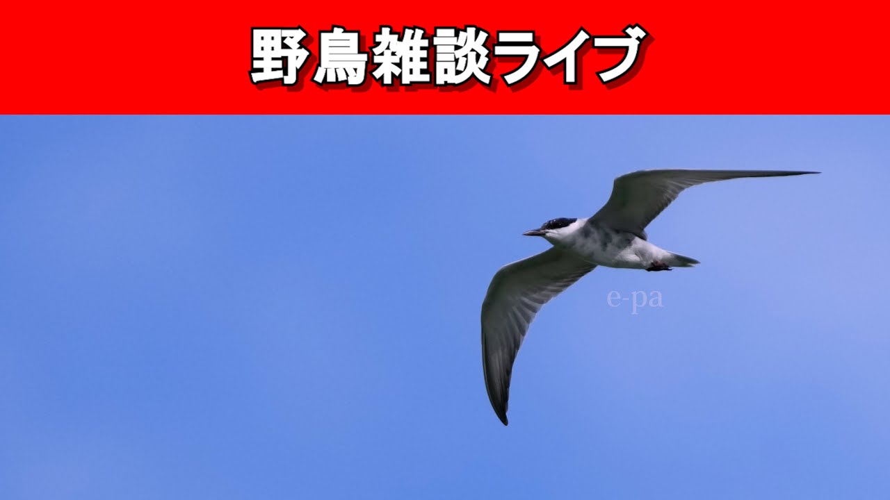 【野鳥】定期配信ラスト！気ままに野鳥の話をしたい！