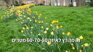 נרקיסים ריחניים פורחים בתוך מדשאה