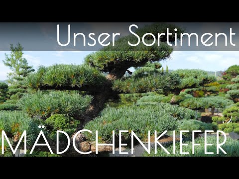 Mädchenkiefer im Fokus - Gartenbonsai aus unserem Sortiment