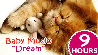 ❤ 9 Hours Lullaby music for kittens ❤ : Dream - Cats songs to sleep