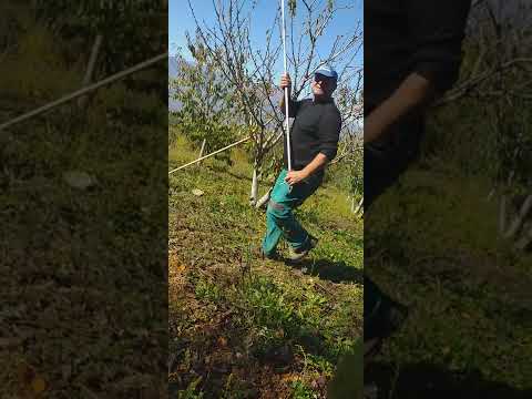 krasitja e qershise  18 .10.2022