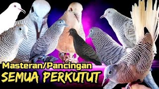 Download lagu Pancingan Semua Jenis Perkutut Paling Komplit mp3