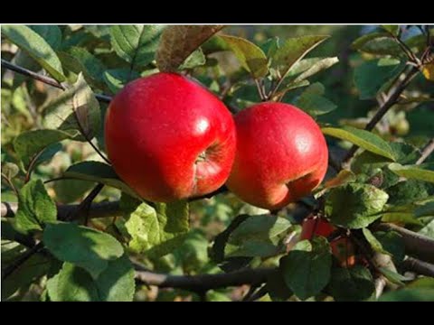 Way up high in the apple tree