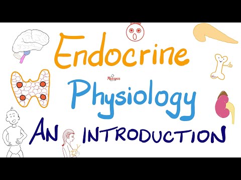 Endocrine Physiology (Part 2) | Endocrinology