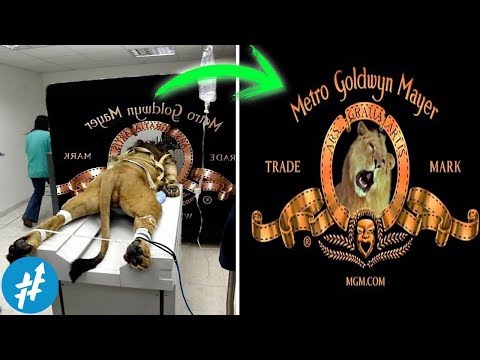 download lagu mp3 mp4 Hollywood Life Logo, download lagu Hollywood Life Logo gratis, unduh video klip Hollywood Life Logo