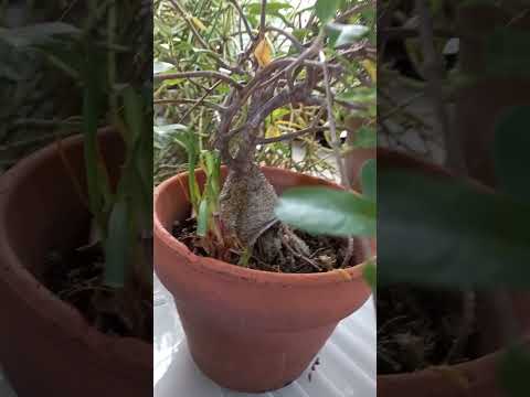 Thursday 23rd January 2025 Timed Auction at The Collector Adams fortnightly fossick! D