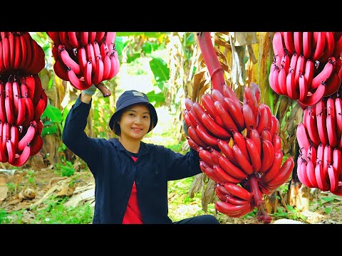 Full Video 30 Day:Harvesting bananas, tomatoes, mushrooms and Goes To Market Sell-Daily life