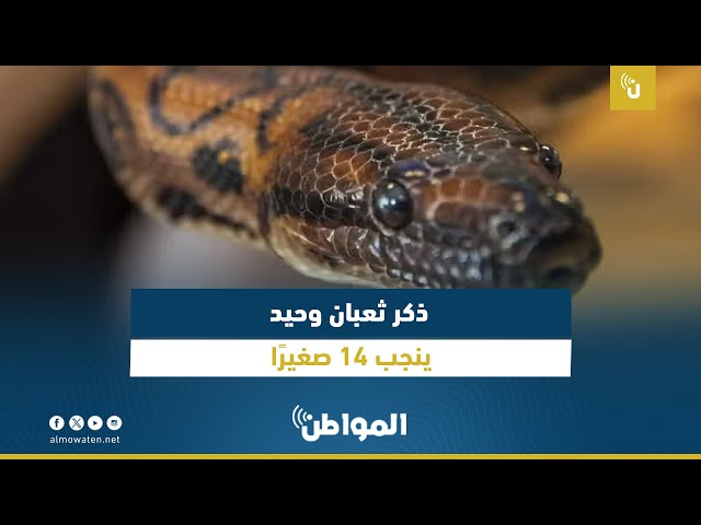 ذكر ثعبان وحيد ينجب 14 صغيرًا