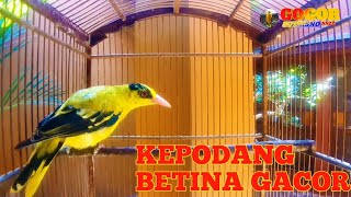 Download lagu KEPODANG BETINA || KEPODANG EMAS GACOR BETINA || SUARA KEPODANG BETINA MEMANGGIL JANTAN mp3
