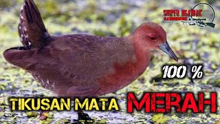 Download lagu Suara Pikatan burung tikusan mata merah mp3 mp3