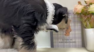 ミニチュアシュナウザーの動画01