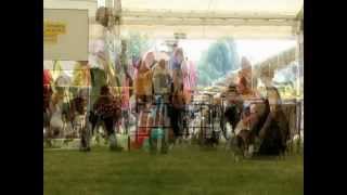 NVP Mladá Boleslav 2015 Welsh Corgi Cardigan