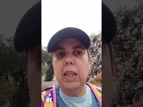 Se alguém gosta de comer caqui,em Colombo tem uma ferinha E Aqui em Curitiba #masviews