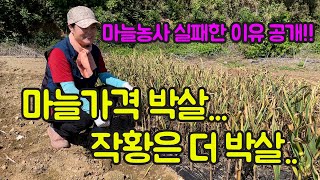 마늘 농사 잘 짓는법!!이 아니고 실패한 썰.......염분 있는 밭에는 마늘 심지 마셔요ㅠㅠ