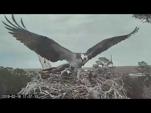 Scarlett and fish caught up in nest material again ~ ©CornellLabs, Savannah Ospreys