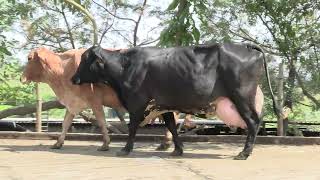Vídeo 24 - 1º LEILÃO ANUAL SITIO TIMOTEO | VACAS 3/4 E 7/8