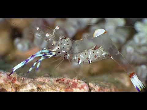 25 Shrimp B - scuba diving video