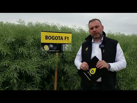 Rzepak ozimy - odmiana mieszańcowa BOGOTA F1