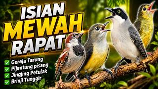 Download lagu ISIAN MEWAH FULL MATERI KASAR JINGJING PETULAK PIJANTUNG PISANG BRINJI TUNGGIR GEREJA TARUNG mp3 Download lagu ISIAN MEWAH FULL MATERI KASAR JINGJING PETULAK PIJANTUNG PISANG BRINJI TUNGGIR GEREJA TARUNG mp3