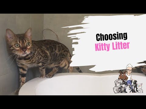 Episode 42: Choosing Kitty Litter - Best Cat Litter For Your Cat