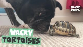 Tortoises Make Amazing Pets - Funny Tortoise Videos
