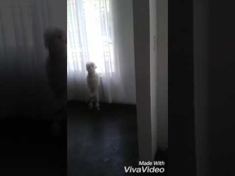 Perrita adicta al helado..samy el heladero