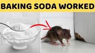 How to Get Rid Of Rats In Your House Walls, Kitchen Cabinets, and Garage without Killing Them