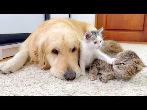 YouTube 썸네일