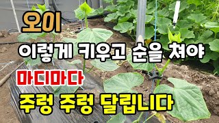 오이 이렇게 키우고 순을 쳐야 마디마다 오이가 주렁주렁 달려 원없이 드실 수 있습니다 오이순치기 오이키우기
