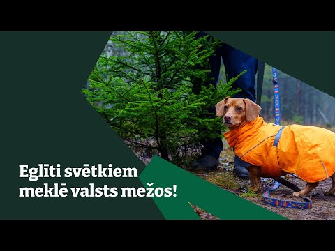 Eglīti svētkiem meklē valsts mežos!