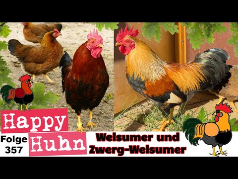 Welsumer chickens + bantam Welsumer chickens in portrait at HAPPY HUHN episode 367 - color variet...