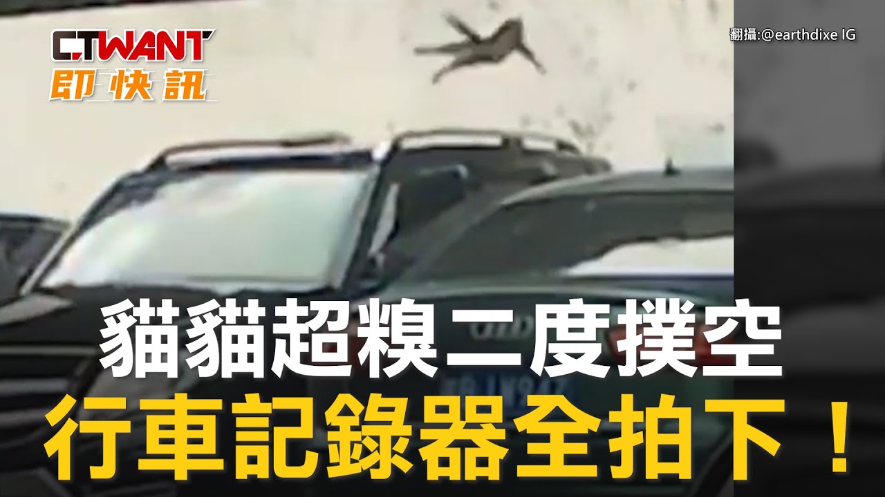 圖說-貓貓超糗二度撲空　行車記錄器全拍下！