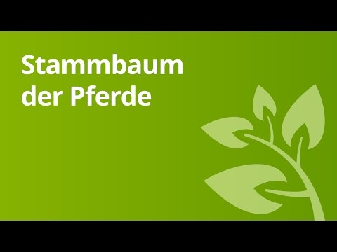 Woher stammen Pferde? | Biologie | Evolutionsbiologie