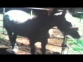 Sesame Street What Sound Does A Horse Make