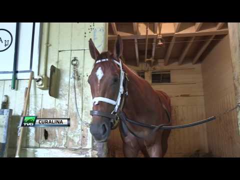 Wellman Discusses Distaff Decision for Curalina