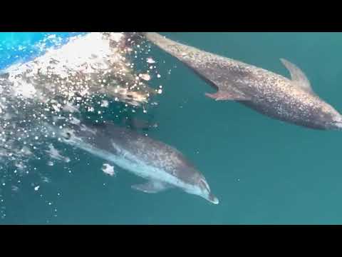 Horizon FD87 Skyline Yacht - Dolphins at Bow