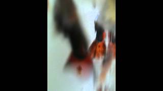 Visje in het water 2